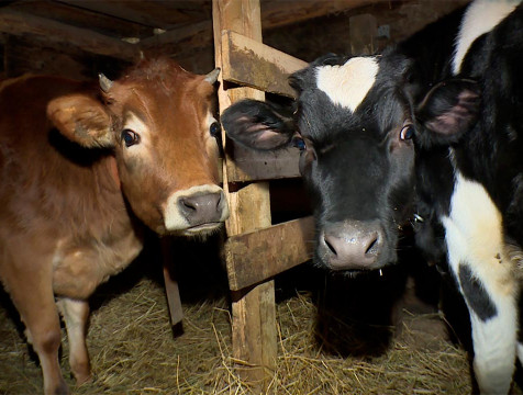 Более чем на 14% возросло производство молока в Калужской области