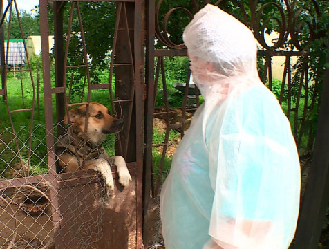 Карантин по птичьему гриппу отменен в Калужской области
