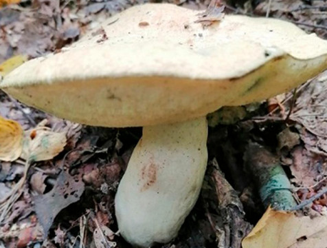 В калужском заповеднике нашли уникальный гриб