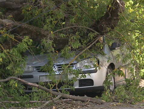 Дерево упало на припаркованный в центре Калуги автомобиль