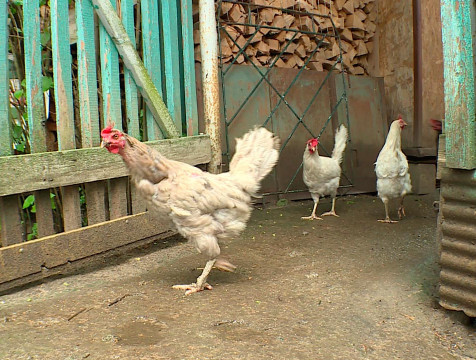 Снять карантин по птичьему гриппу в Калужской области планируют 26 августа