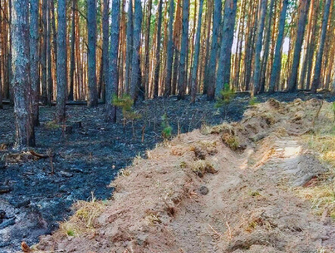 Лесной пожар ликвидировали в Дзержинском районе