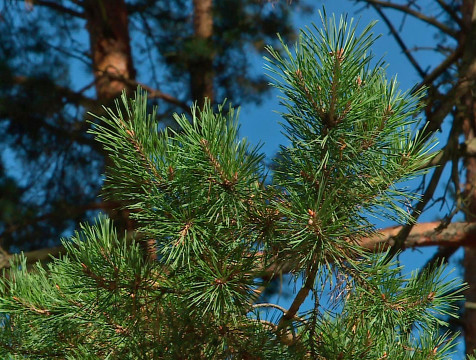 Почти в 4 раза улучшилась обстановка по лесным пожарам в Калужской области