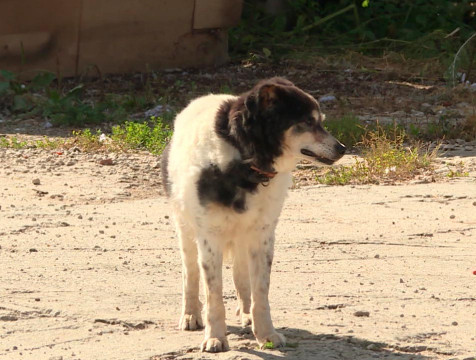 10-летнего мальчика покусала соседская собака