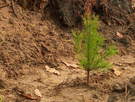 Почти 2 миллиона деревьев высадили в Калужской области