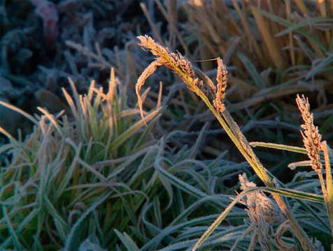 Калужан предупреждают о первых заморозках
