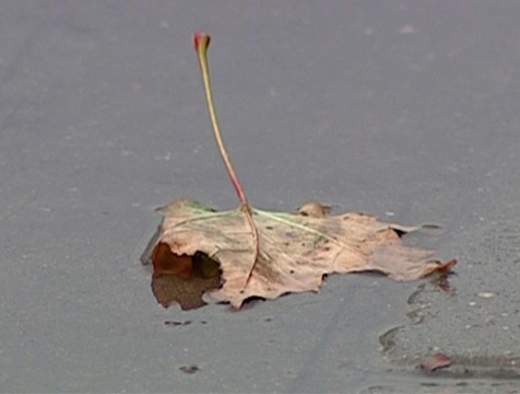 Холодная погода в Калужской области сохранится на выходные