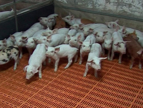 Очаг африканской чумы свиней выявлен в Износковском районе