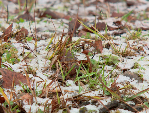 О заморозках 6 и 7 сентября предупреждает МЧС Калужской области