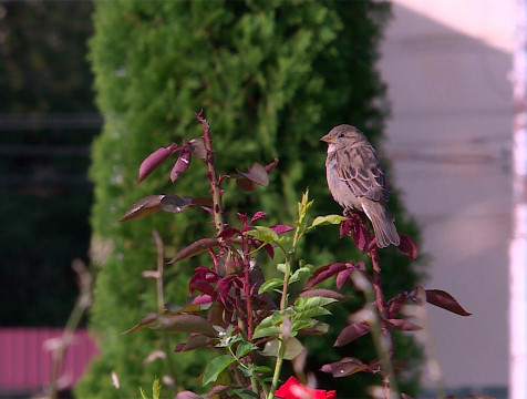 Потепление на выходных ждёт калужан