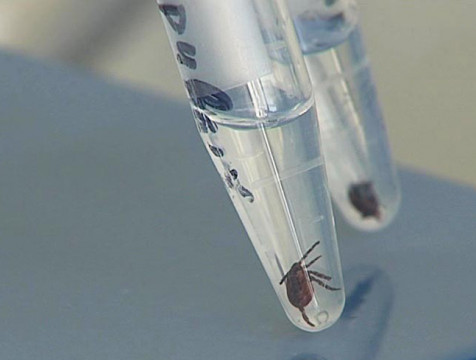 110 человек за неделю обратились к медикам по поводу кусов клещей