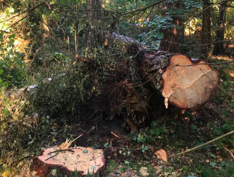 Лесоруба насмерть придавило деревом в Козельском районе