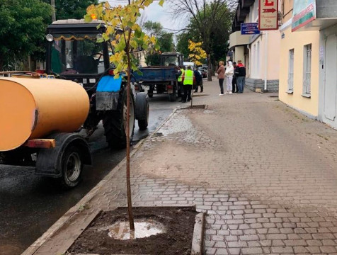 На улице Театральной в Калуге посадили молодые липы