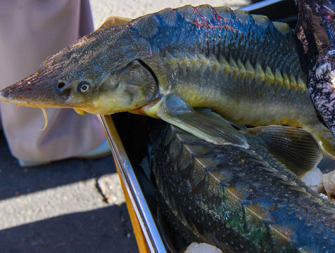 Уха по-гагарински открыла гастрономический фестиваль в Калуге