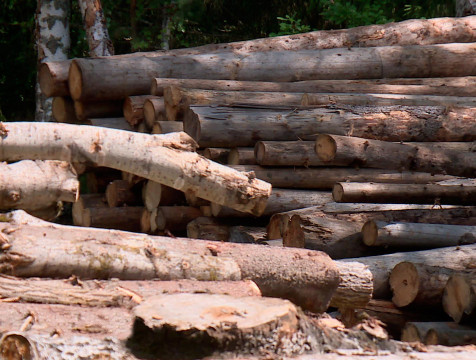 В Дзержинском райне незаконно вырубили лес на 1 млн рублей