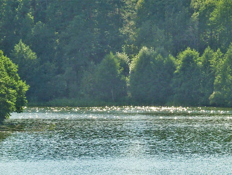 Яченское водохранилище расчистят за три года