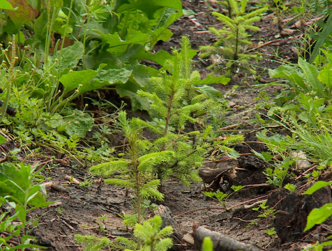 18 тысяч елей посадят в Калужской области в рамках акции 