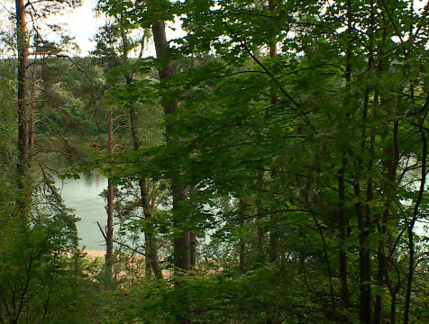 27 миллионов рублей составила сумма ущерба лесному хозяйству Калужской области