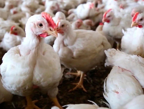 По факту распространения птичьего гриппа возбуждено уголовное дело