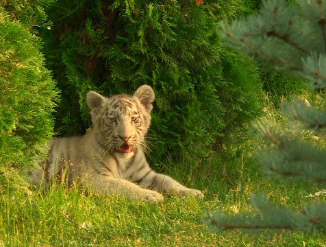 Открытие экопарка 