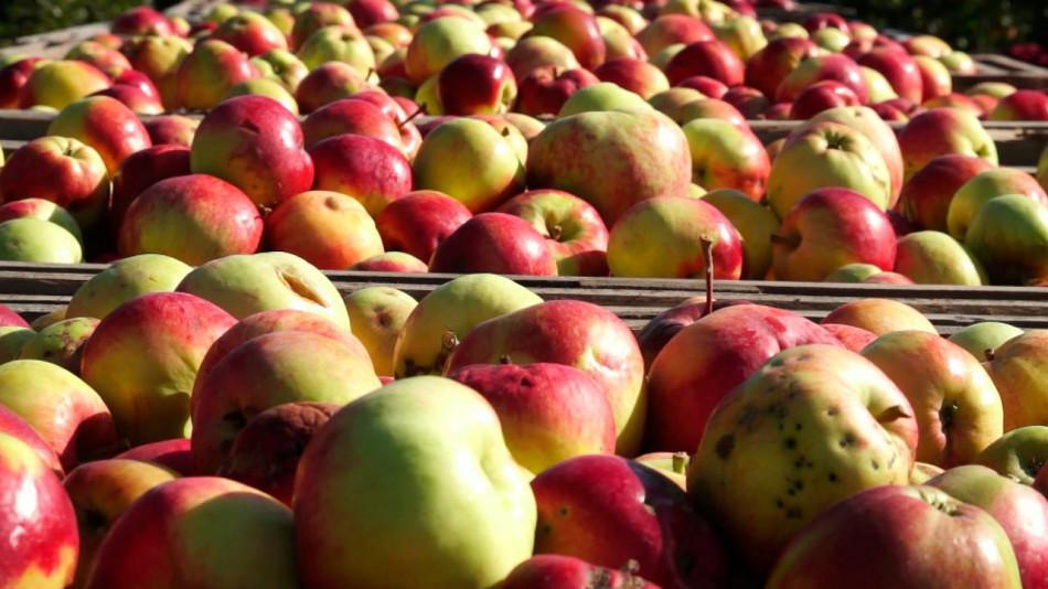 яблоки-урожай-фрукты-1008.jpg