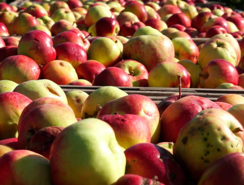 Сахар-песок, овощи и яблоки подешевели в калужских магазинах