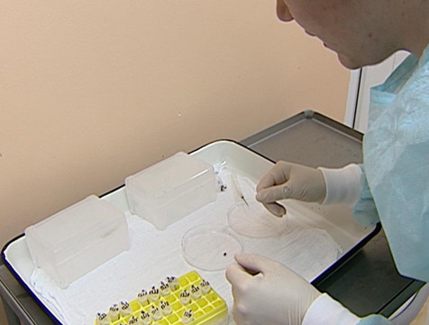 67 калужан обратились к медикам из-за укусов клещей за прошедшую неделю