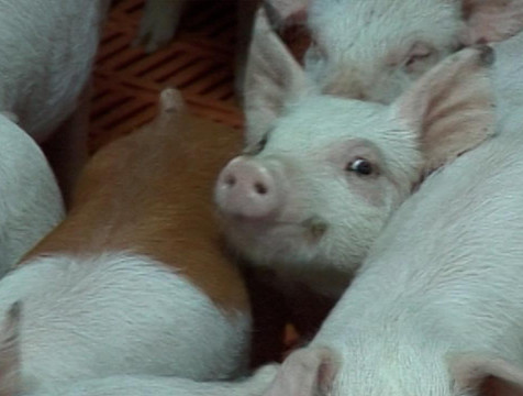 Защиту свинокомплексов региона от заразных болезней усилят буферными зонами