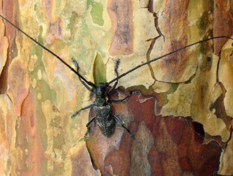 Лесничества Куйбышевского района закрыли на карантин по усачам рода Monochamus