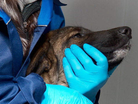 Онлайн-сервис по отлову бродячих собак запущен в Калуге