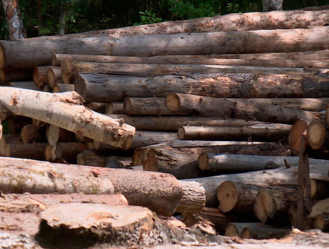 Дзержинский лесничий попался на взятке за незаконную вырубку деревьев