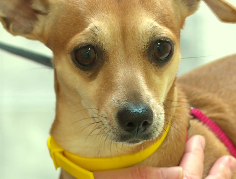 Животных мобилизованных калужан примут на передержку