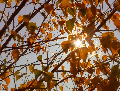 Золотая осень будет радовать калужан всю рабочую неделю