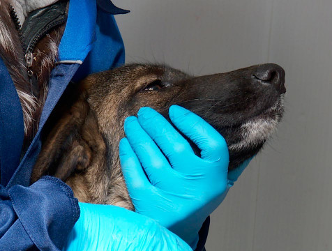 Ветслужба Калужской области признана самой эффективной в ЦФО