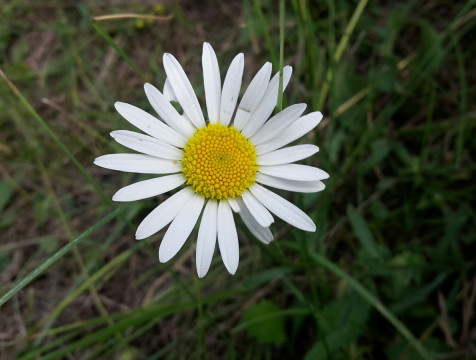 Благотворительная ярмарка в помощь подопечным школы-интерната пройдет в Калуге