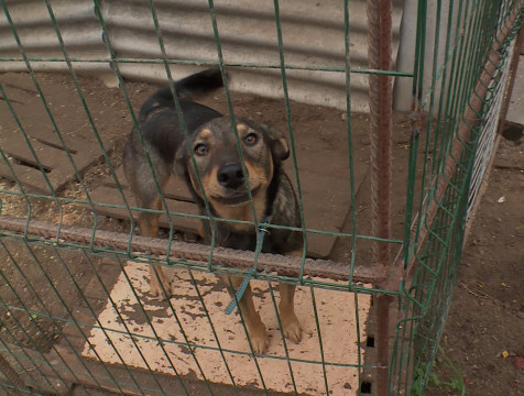 Благотворительная акция в поддержку животных из приютов стартовала в Калуге