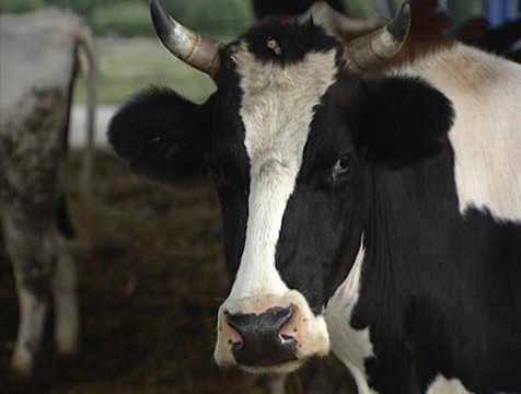 197 голов нетелей пополнили стадо молочного комплекса в Козельском районе