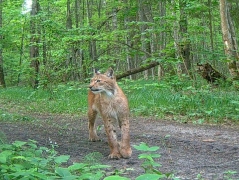 Краснокнижная рысь попала в фотоловушку 