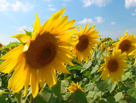 Калужские аграрии получат более 8 млн на производство масличных культур