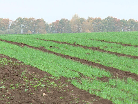 Аграрии засеяли озимыми половину от запланированных площадей