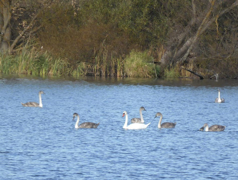 Редкие лебеди-шипуны вырастили потомство на пруду в деревне Костино
