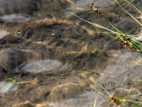 Калужский Роспотребнадзор опроверг информацию о вспышке холеры