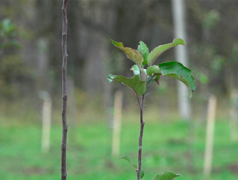Яблоневый сад Гончаровых в Полотняном Заводе увеличился на 100 деревьев