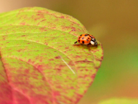 Символ Экодиктанта предлагают создать жителям Калужской области
