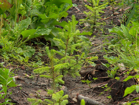 Более 12 тысяч молодых елей высадили в Износковском районе