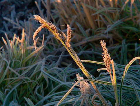Первые ночные заморозки ожидаются в Калужской области