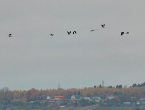 Массовый перелет гусей наблюдали жители Калужской области