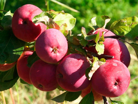 Урожай зимних яблок заканчивают собирать людиновские садоводы