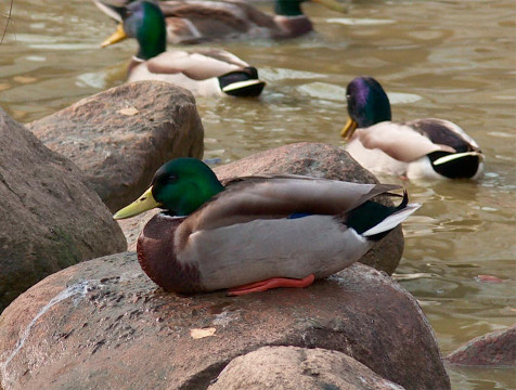 Утки облюбовали калужский пруд в сквере микрорайона Кубяка