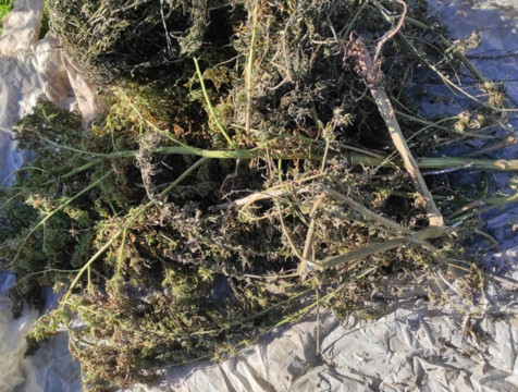 Более 3 килограммов конопли собрал житель региона со своего огорода